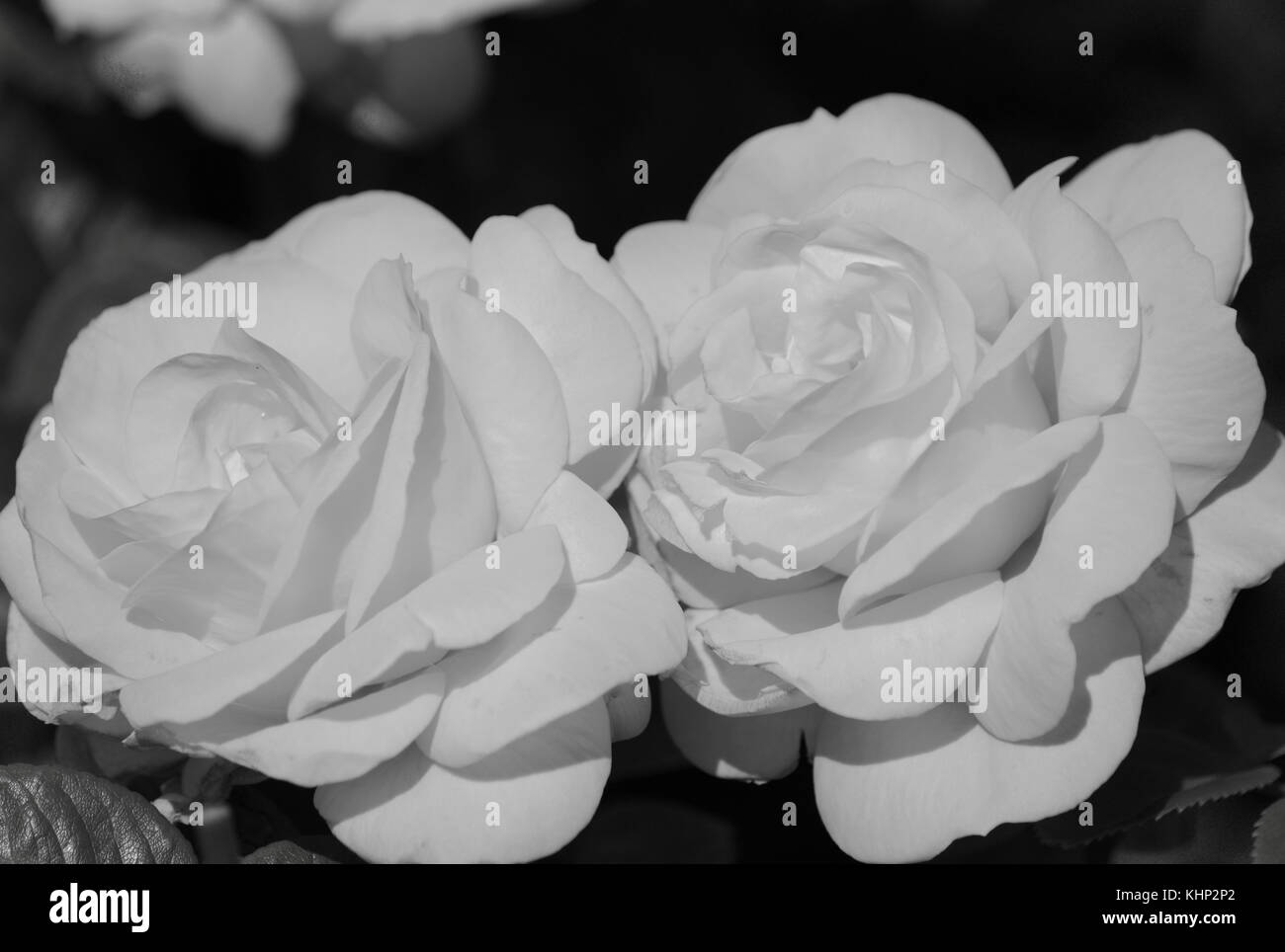 Rose in black and white Stock Photo Alamy