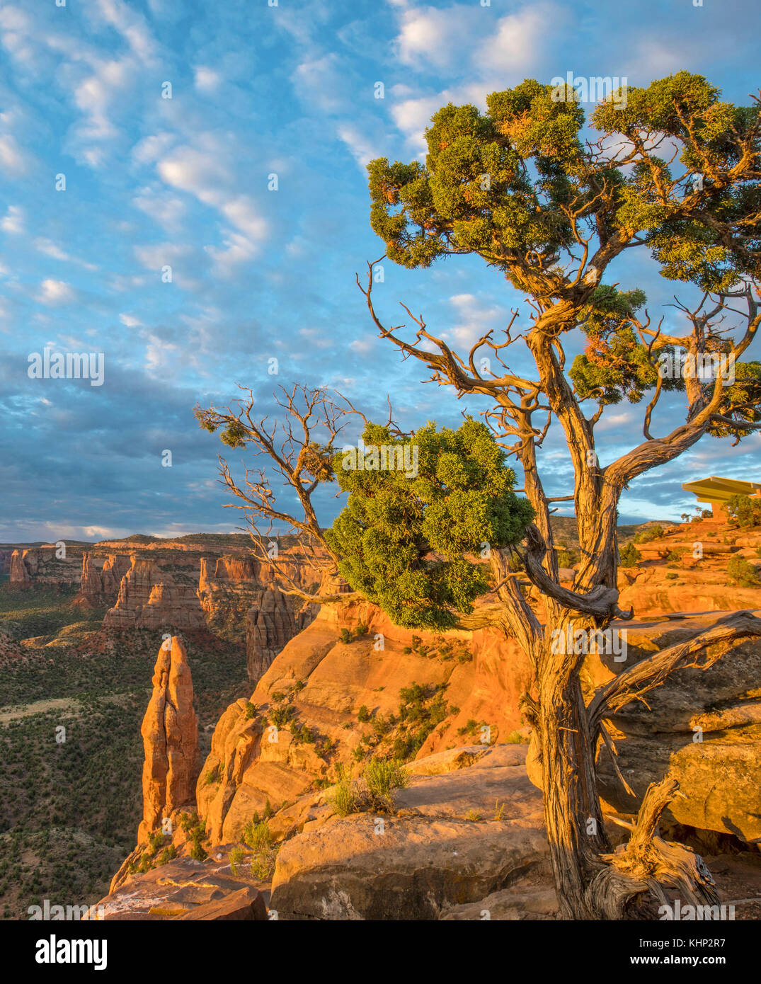 Pine (Pinus sp) tree, Monument Canyon, Colorado National Monument, Colorado Stock Photo