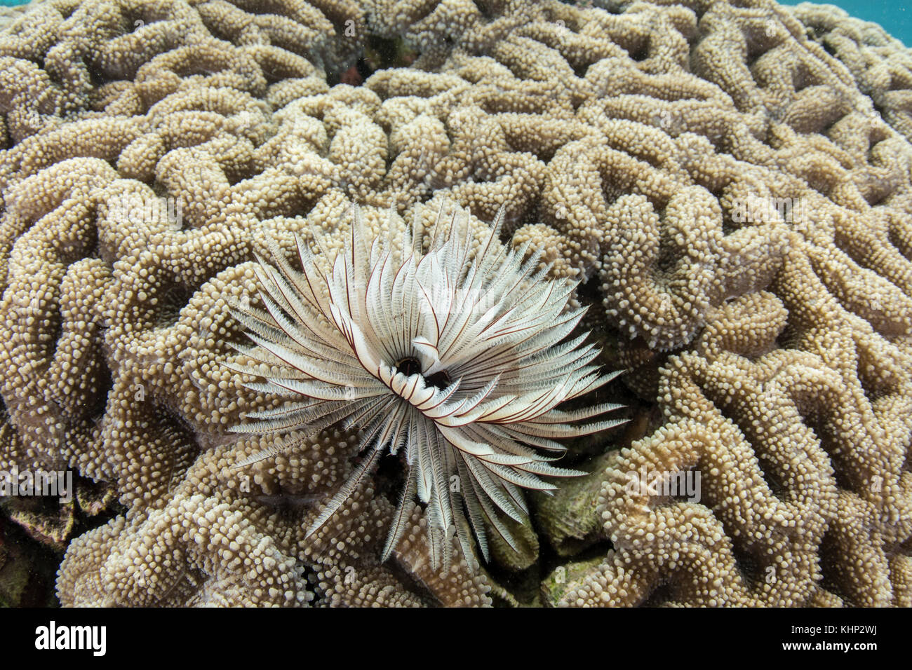 Feather Duster Worm (Sabellastarte sanctijosephi) filter feeding in