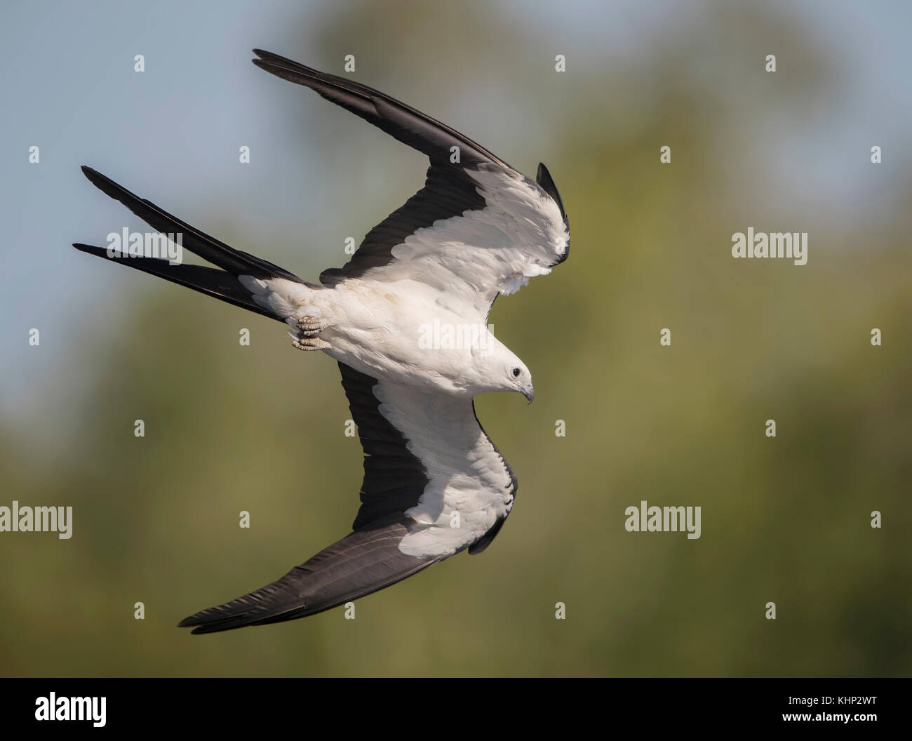 Swallowtailed Kite (Elanoides forficatus) flying, Florida Stock Photo