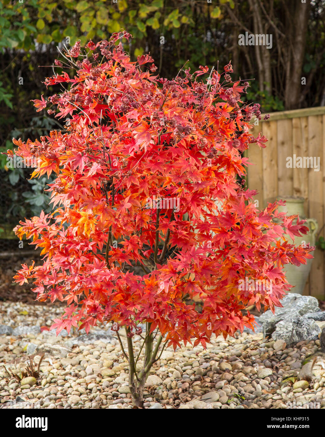 Fading glory, as autumn turns to winter, the leaves of acer palmatum osakazuki begin to curl at the edges. Stock Photo