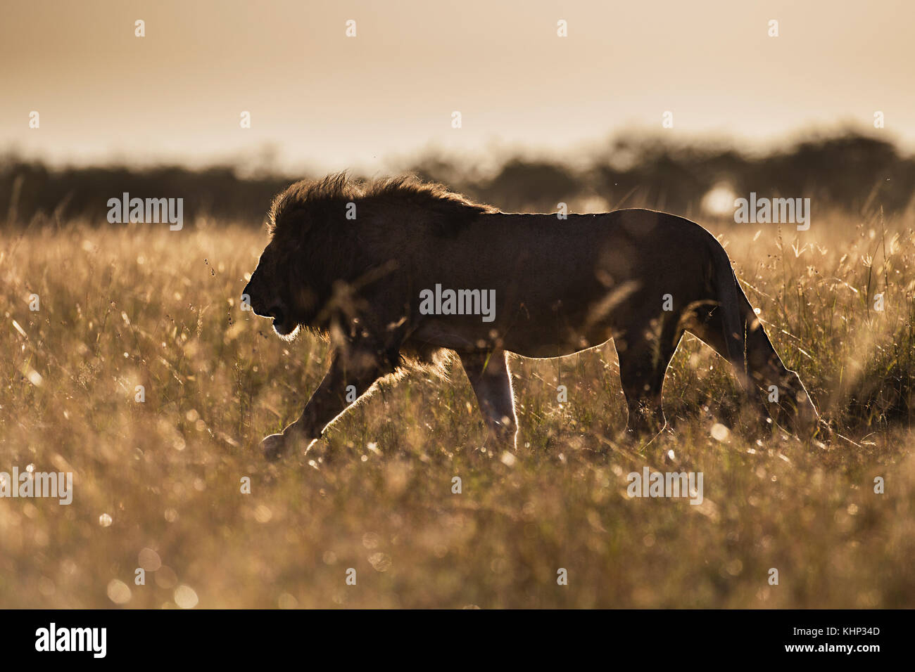 African Lion (Panthera leo) male, Masai Mara, Kenya Stock Photo - Alamy