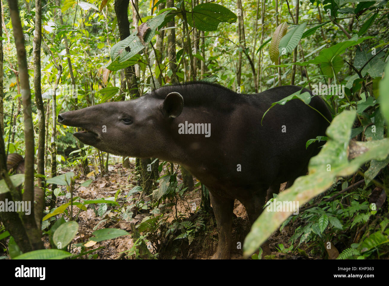 Brazilian Tapir (Tapirus terrestris) in rainforest, Ecuador Stock Photo