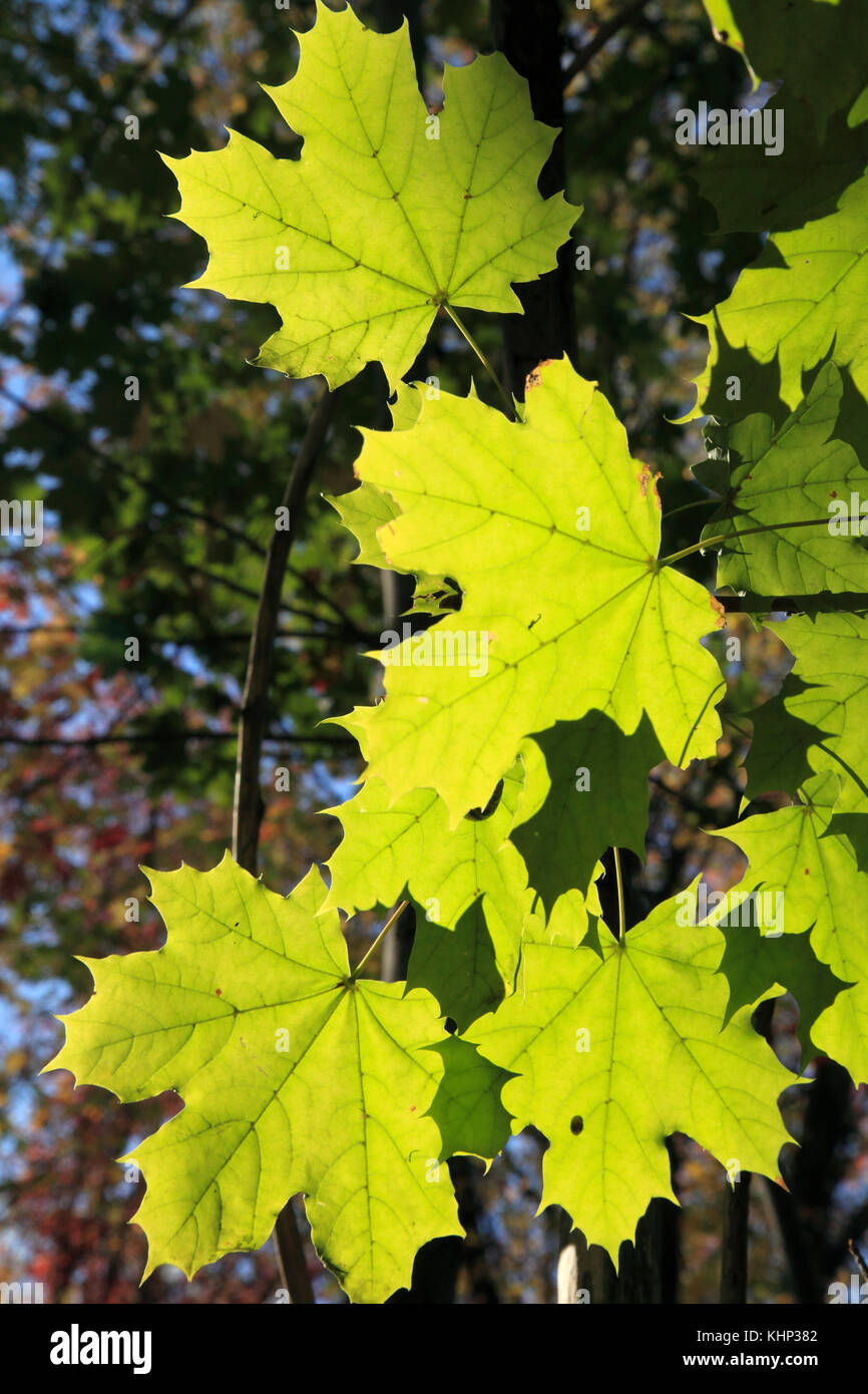 Canada, Quebec, Montreal, autumn leaves, maple leaf Stock Photo Alamy