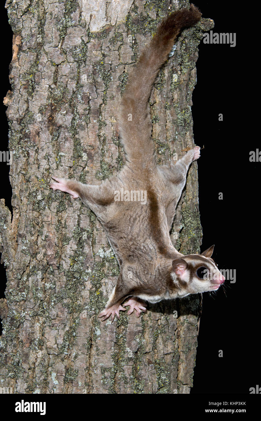 Sugar Glider (Petaurus breviceps), Organization for Bat Conservation