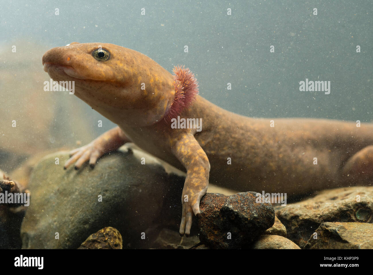 Pacific Giant Salamander