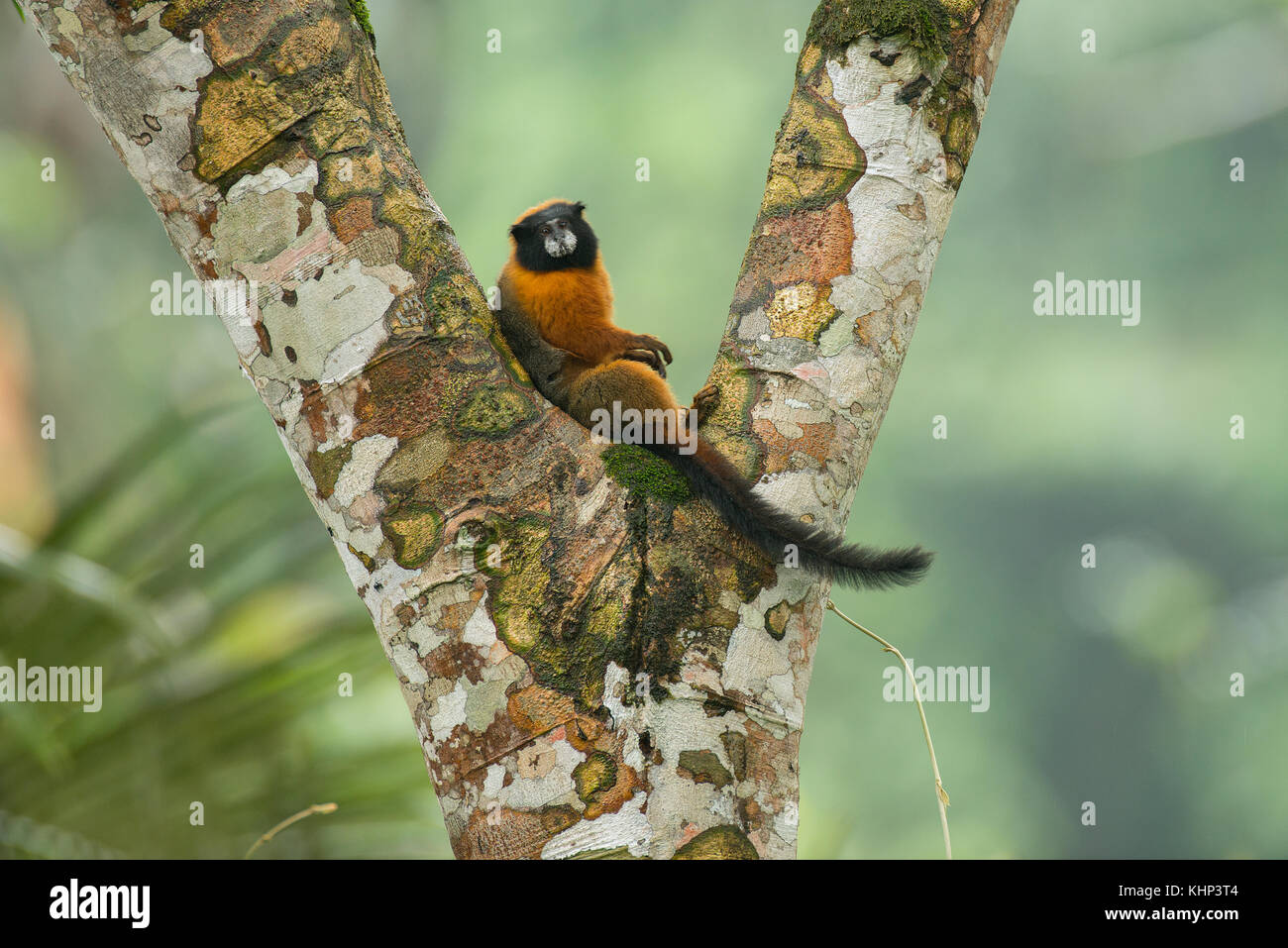 Goldenmantled Tamarin (Saguinus tripartitus) resting in tree, Amazon