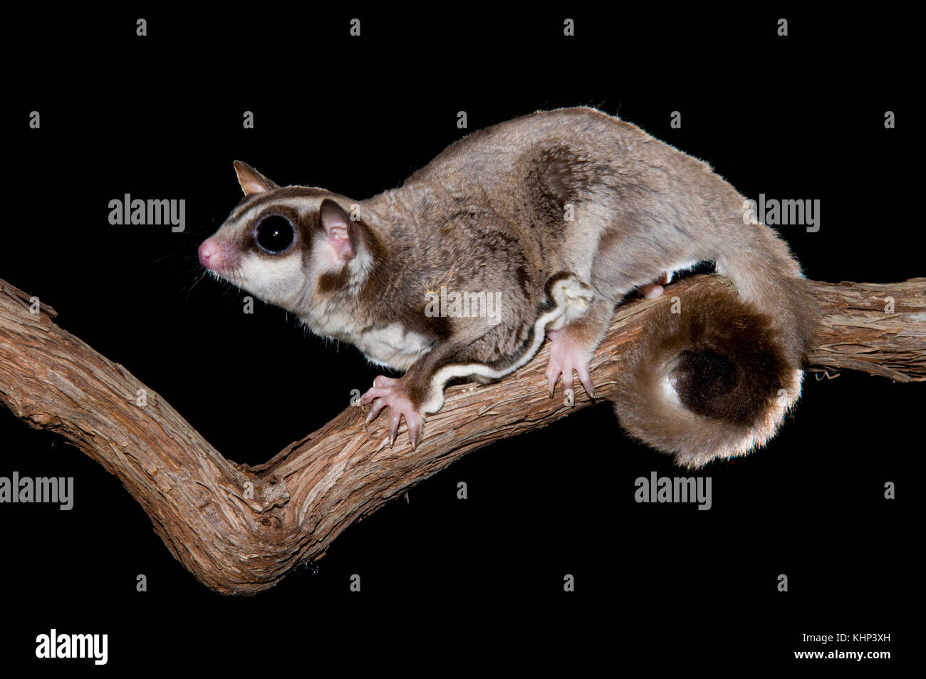 Sugar Glider (Petaurus breviceps), Organization for Bat Conservation