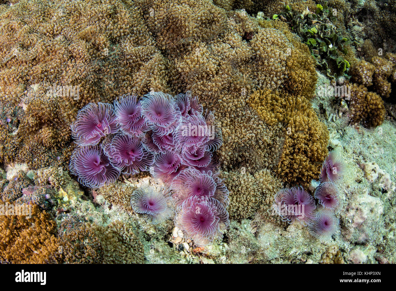 Feather Duster Worm (Bispira sp) group filter feeding in coral reef