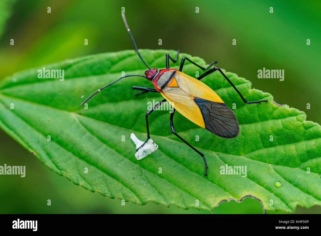Stink Bug (Pentatomidae), Guacharo Cave National Park, Colombia Stock