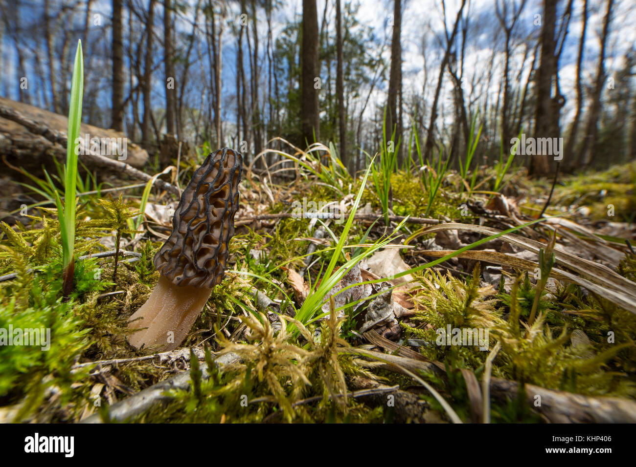 Black Morel (Morchella elata) mushroom in forest, Bemidji, Minnesota