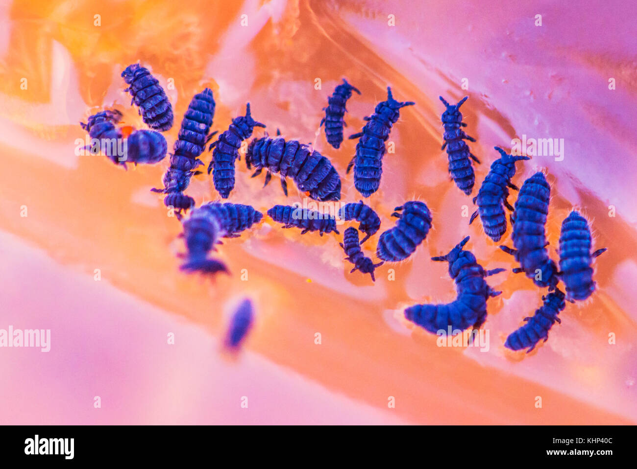 Marine Springtail (Anurida maritima) group feeding on a beached ...