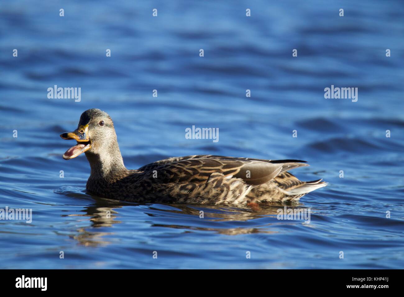 Female Mallard Duck Quacking
