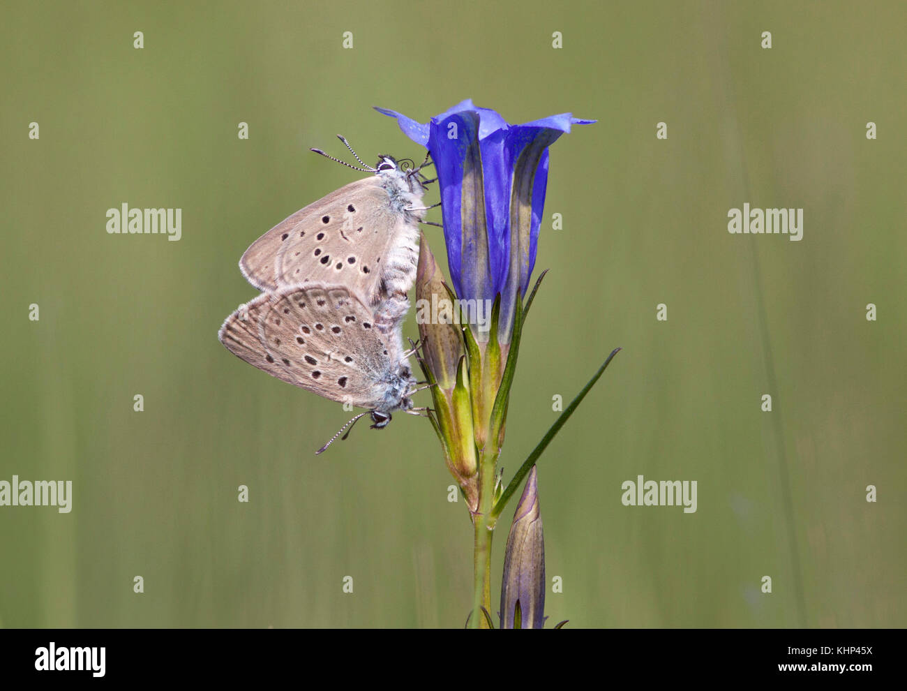 Alcon Blue (Maculinea alcon) pair mating, Netherlands Stock Photo - Alamy