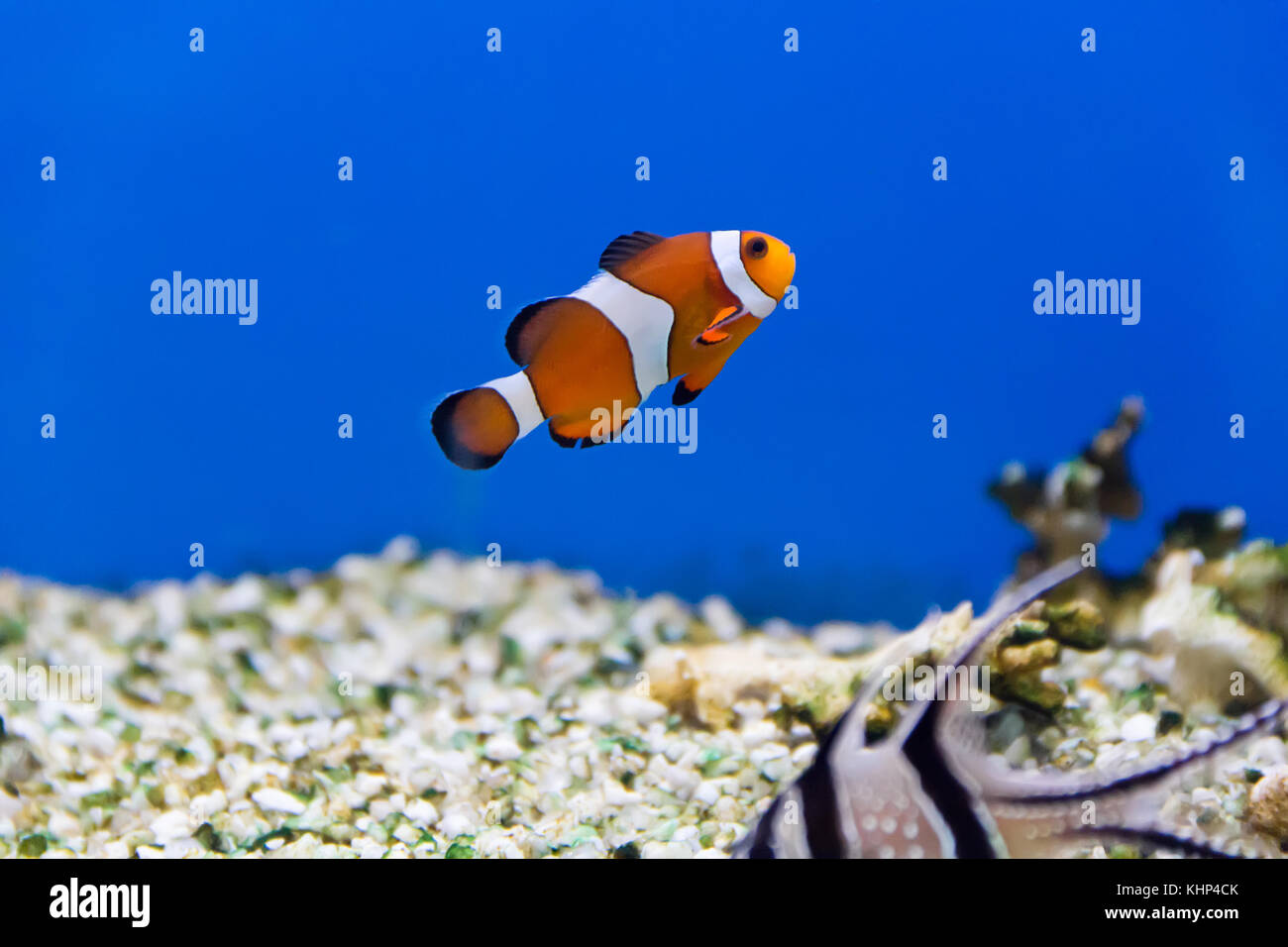 Image of clown fish in aquarium water Stock Photo