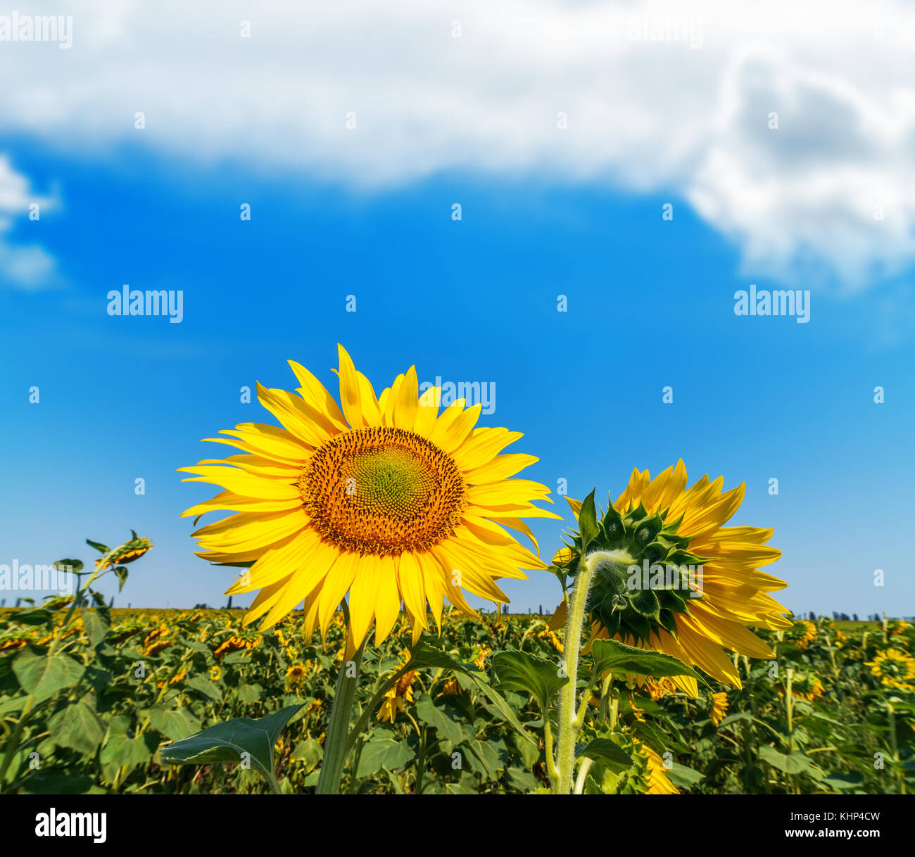 sunflower on field and blue sky with clouds over it Stock Photo - Alamy