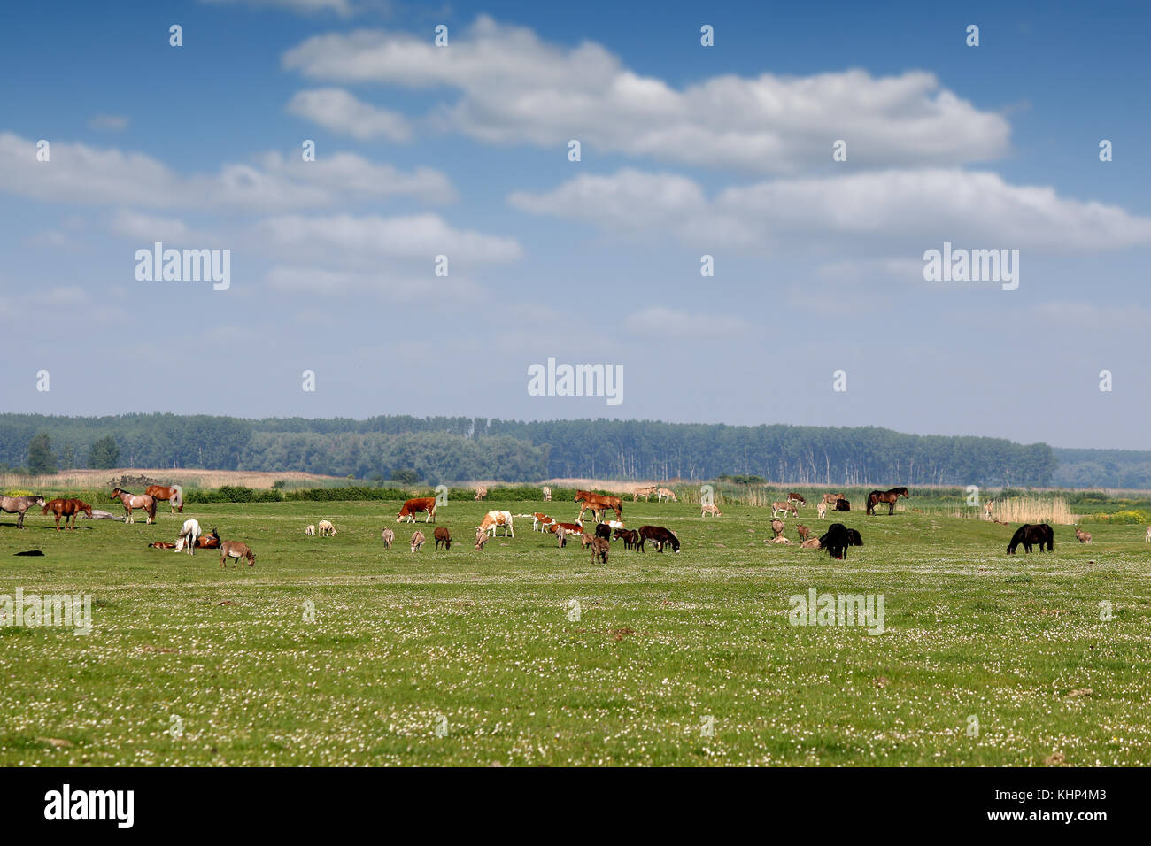 Farm Animals Grazing B