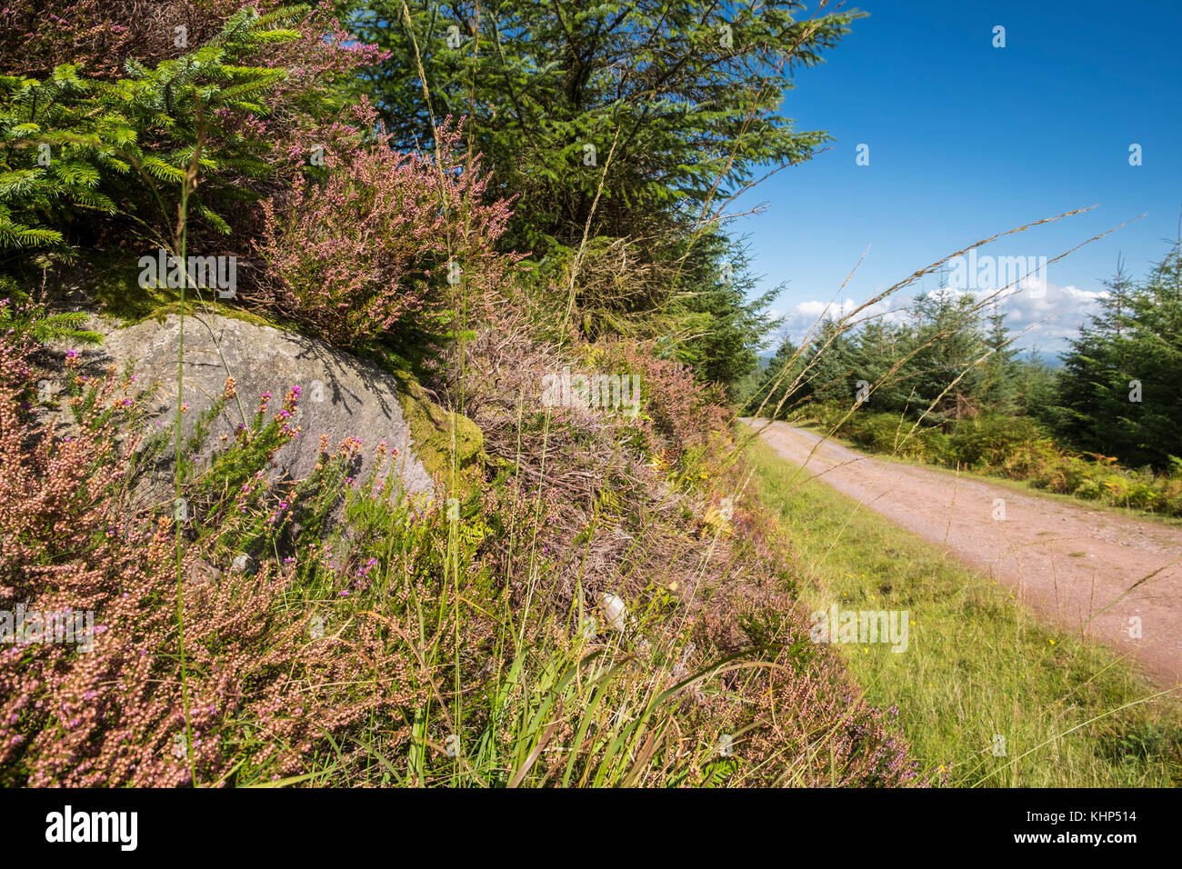 Heather grows alongside a path into the Glen of Aherlow in the Galtee mountains, Tipperary, Ireland Stock Photo