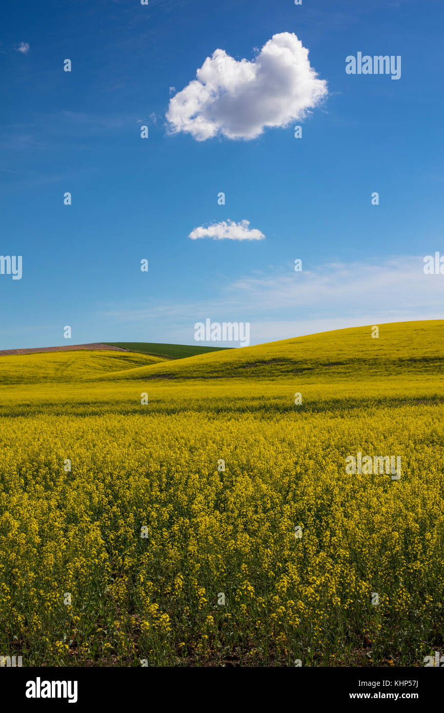 Field of yellow rapeseed with blue sky and clouds in Palouse region of Washington State America Stock Photo