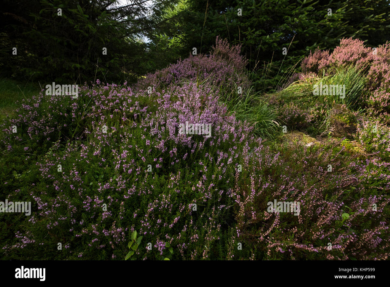 Purple heather, Calluna vulgaris, in the Glen of Aherlow, Galtee mountains, Tipperary, Ireland Stock Photo