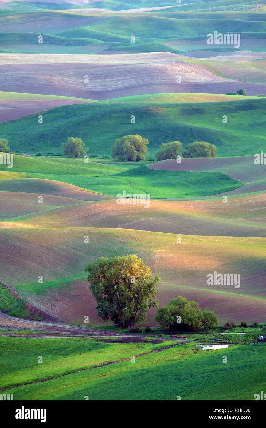 Sunlit fields and farmland of Palouse region of Washington State America from Steptoe Butte Stock Photo