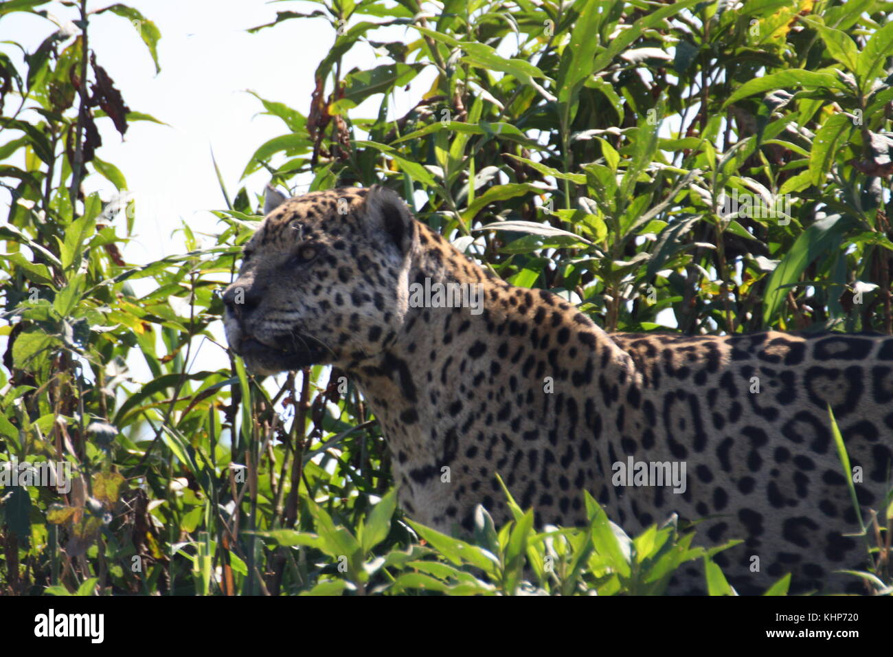 Jaguar, Pantanal, Brazil Stock Photo - Alamy