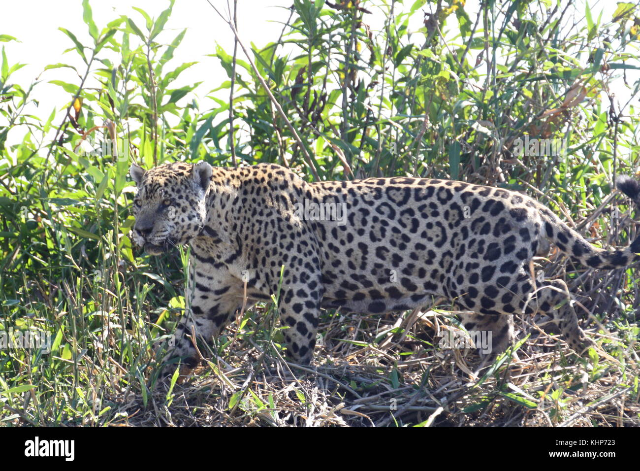 Jaguar, Pantanal, Brazil Stock Photo - Alamy