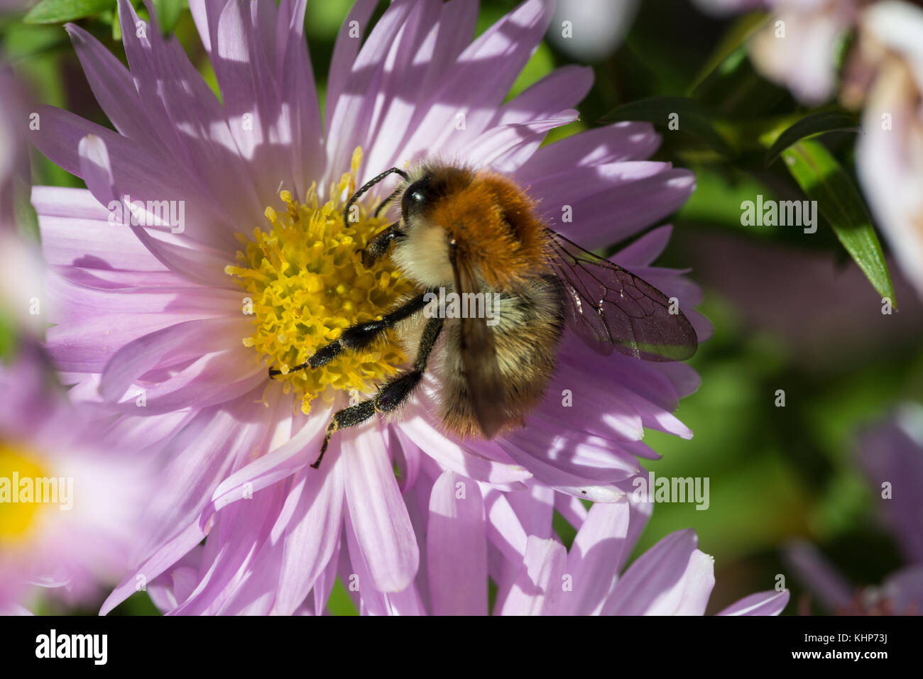 Brown-banded Carder Bee (Bombus humilis) Stock Photo