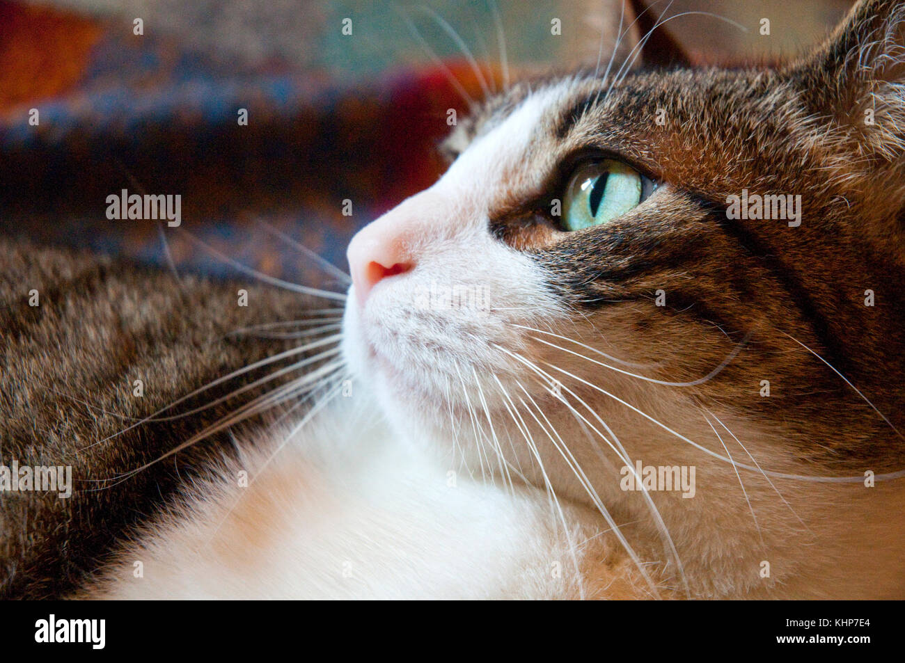 Profile portrait of tabby and white cat. Close view Stock Photo - Alamy