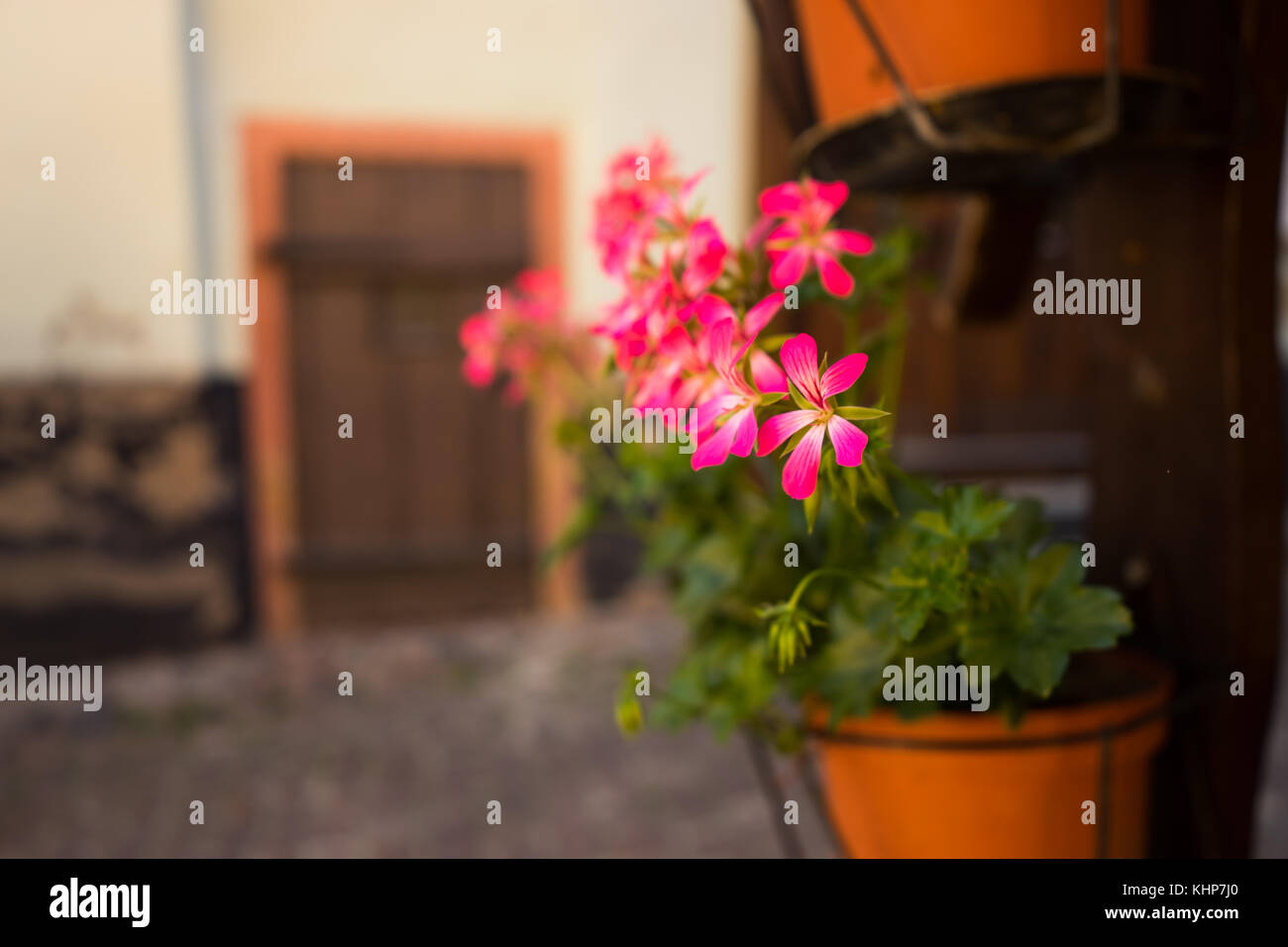 Hanging pink flowers hi-res stock photography and images - Alamy