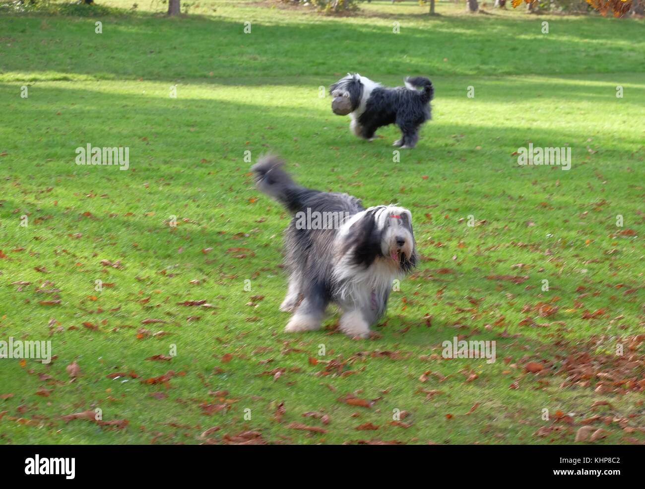 sheep dog running in park Stock Photo Alamy