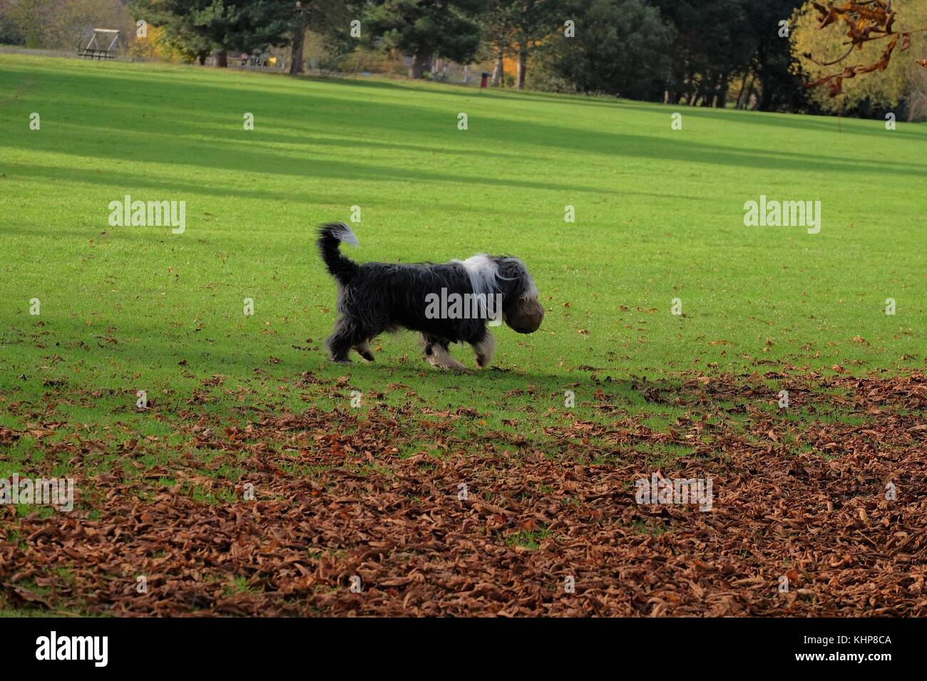 sheep dog running in park Stock Photo Alamy