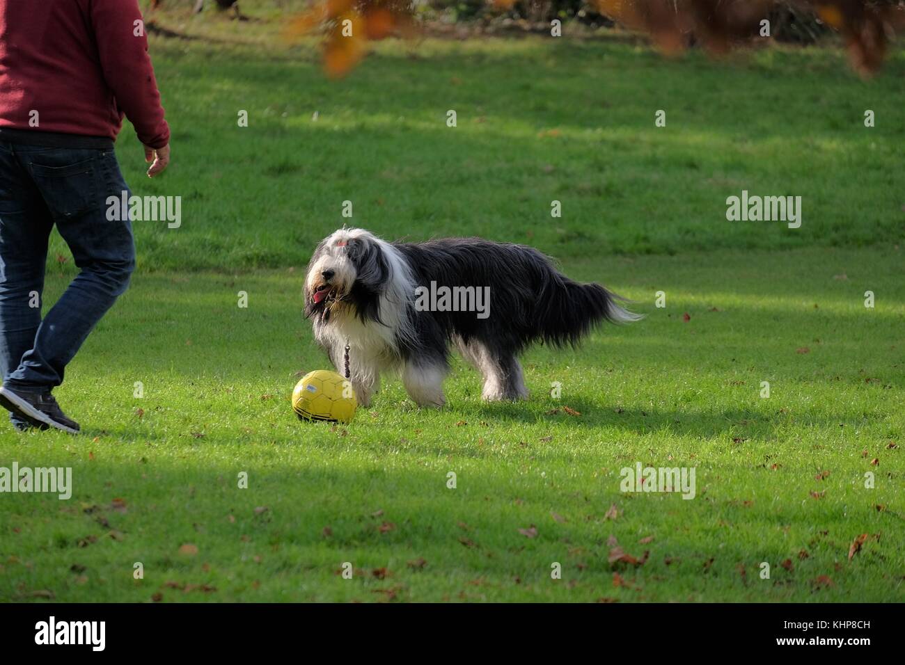 sheep dog running in park Stock Photo Alamy