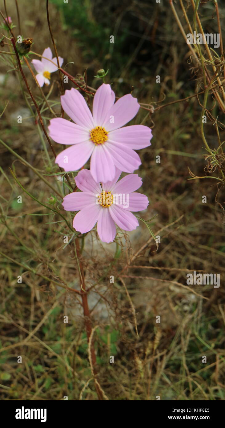North Korea DPRK Stock Photo Alamy