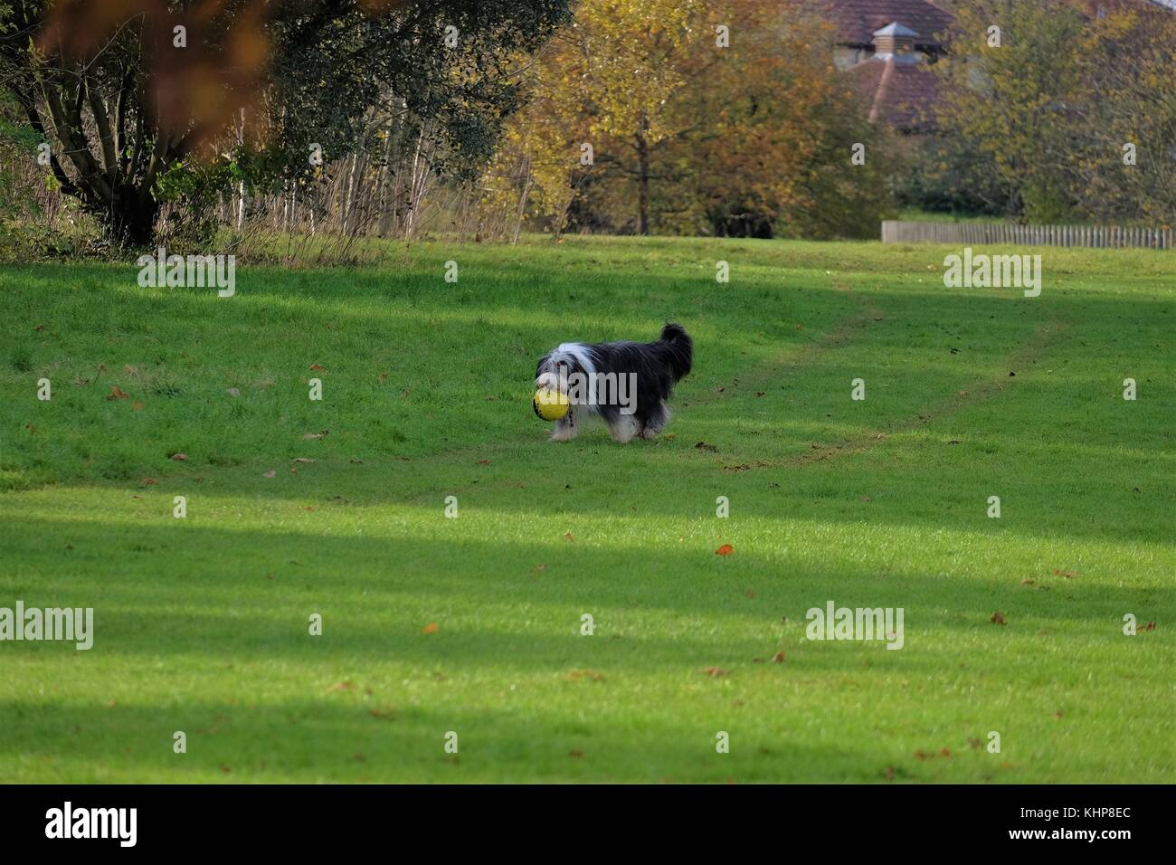 sheep dog running in park Stock Photo Alamy