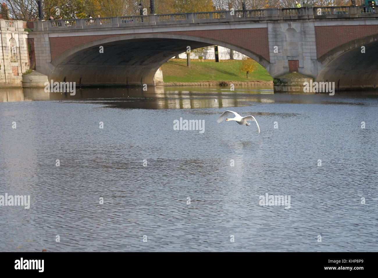 MUTE SWAN FLYIng under molesey bridge Stock Photo Alamy