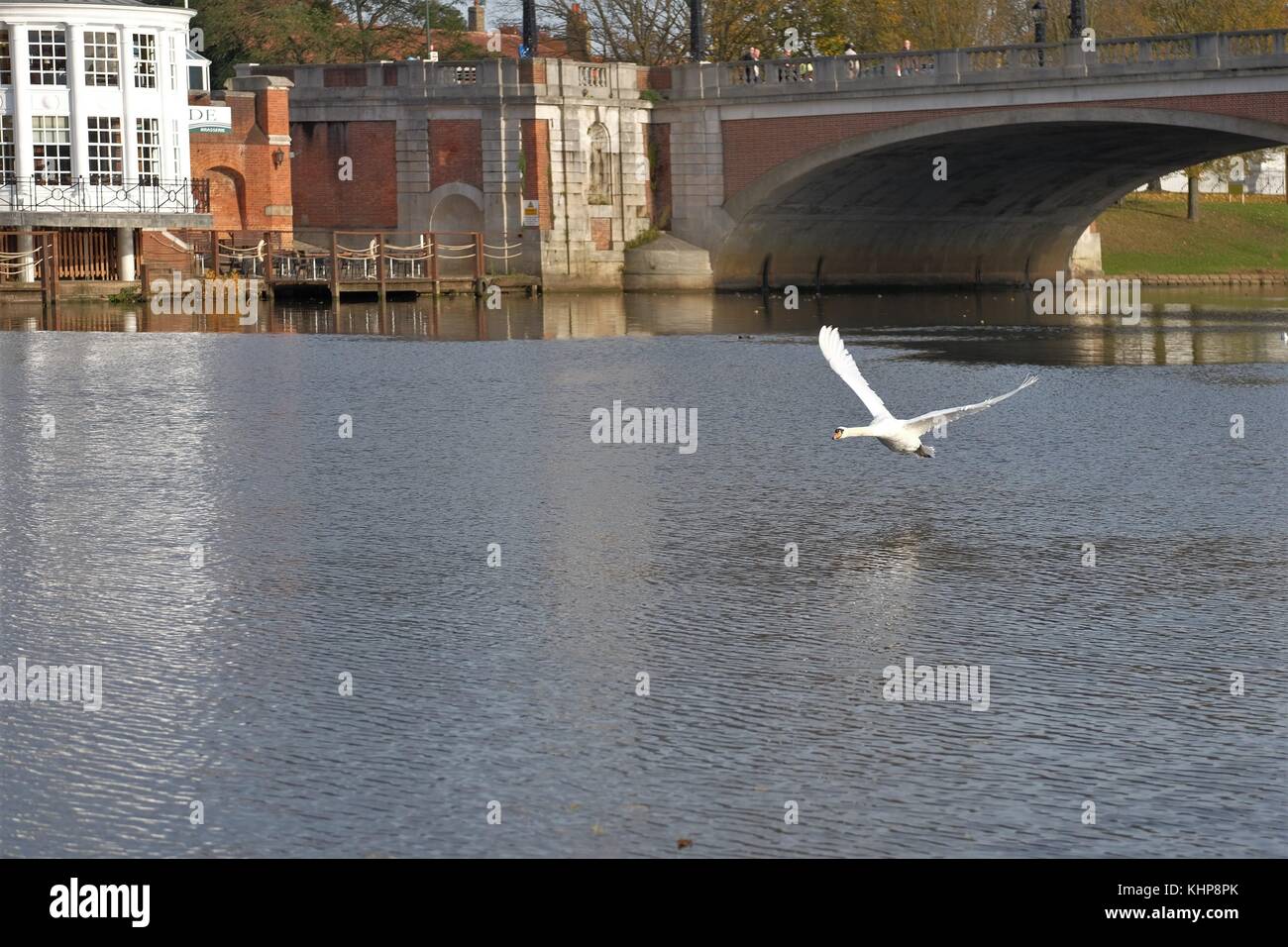 MUTE SWAN FLYIng under molesey bridge Stock Photo Alamy