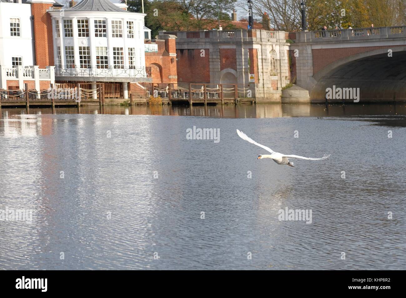 MUTE SWAN FLYIng under molesey bridge Stock Photo Alamy