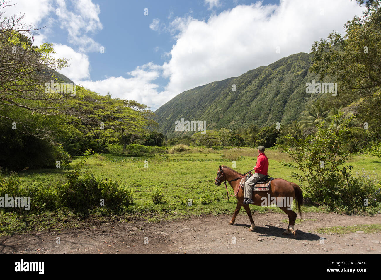 A man riding a horse through Waipi'o Valley, Big Island, Hawaii Stock