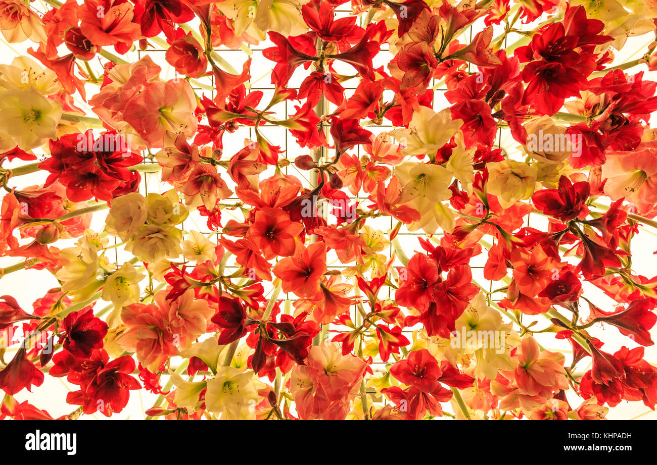 Backlit Amaryllis flowers Stock Photo