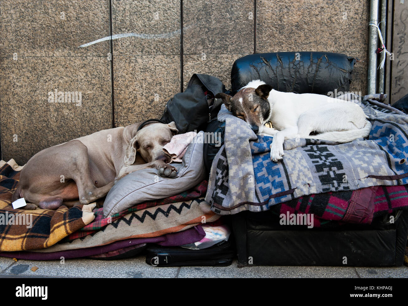 Two street dogs sleep comfortably on dismissed blankets in the street of Buenos Aires Stock Photo