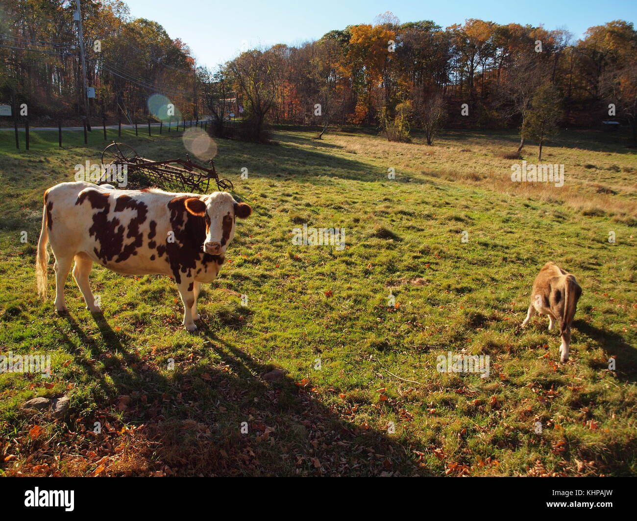 Cow and calf in a Morris County, New Jersey pasture Stock Photo - Alamy