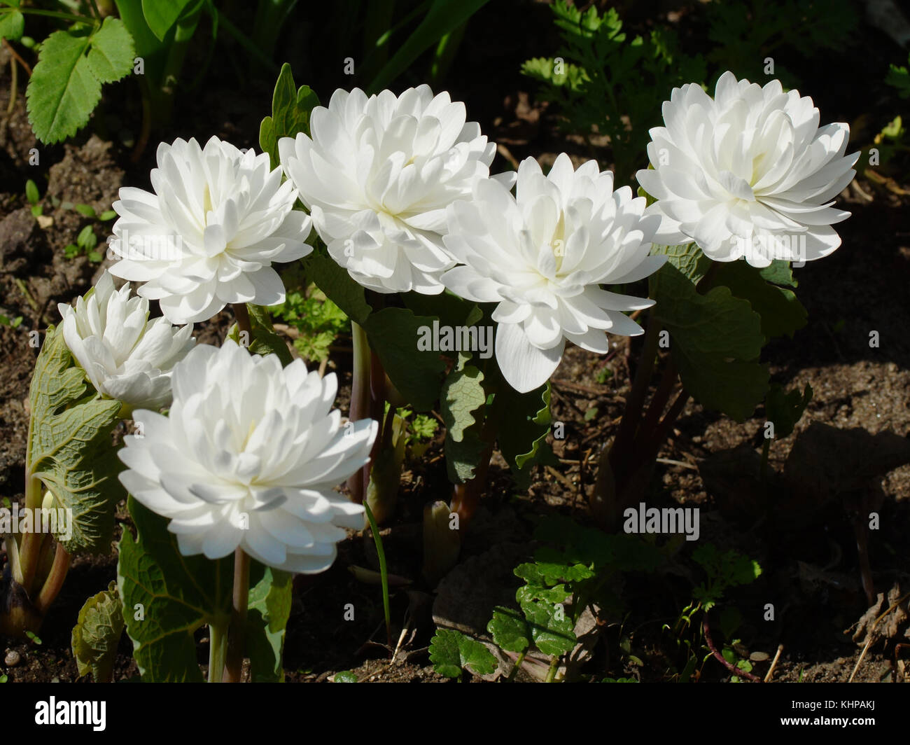 White flower. Sanguinaria canadensis Flore multiplex 'Plena',  bloodwort, redroot, red puccoon, pauson Stock Photo