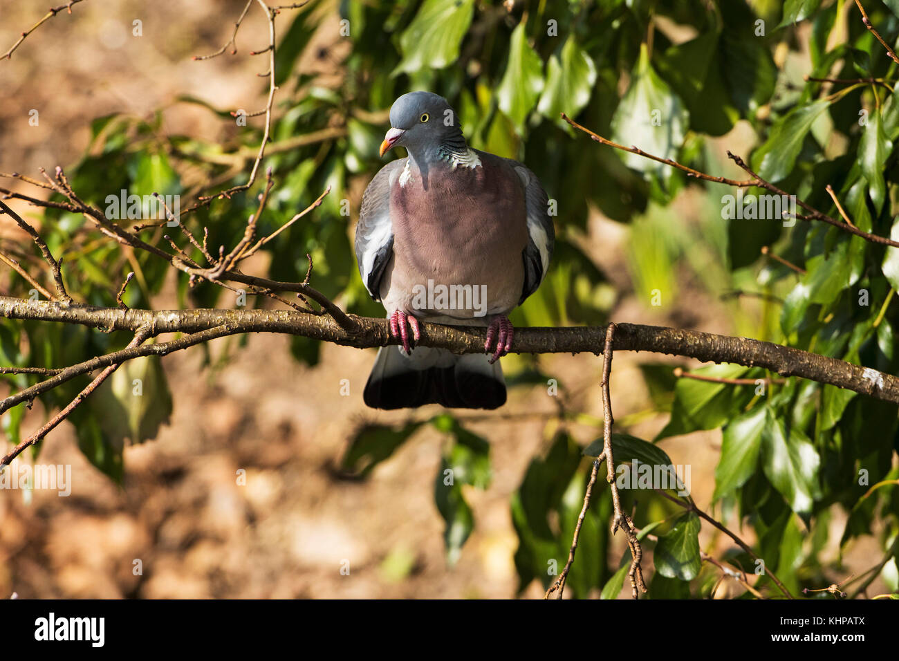 Wig pigeon hi-res stock photography and images - Alamy