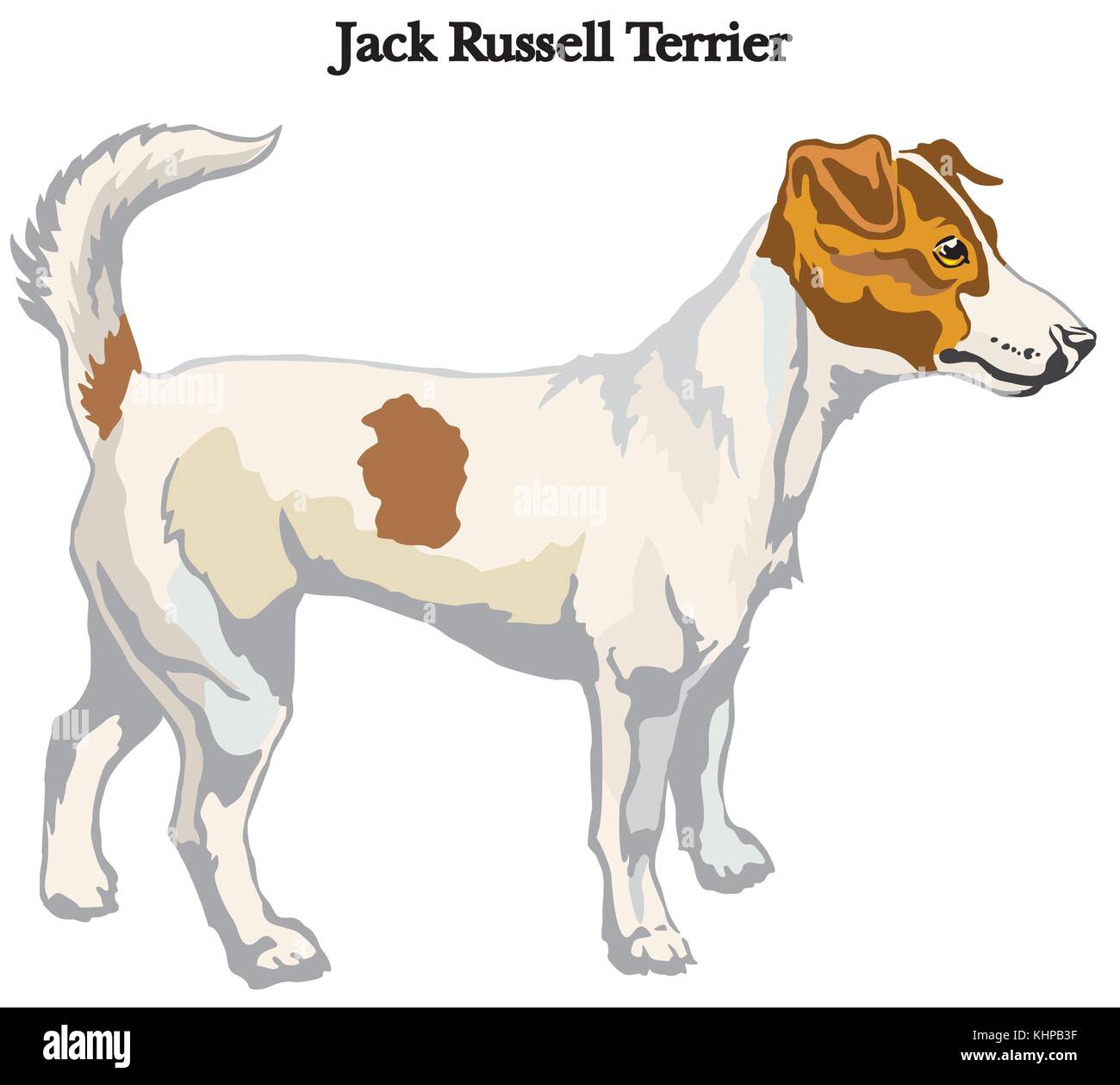 Portrait of standing in profile dog Jack Russell terrier vector ...