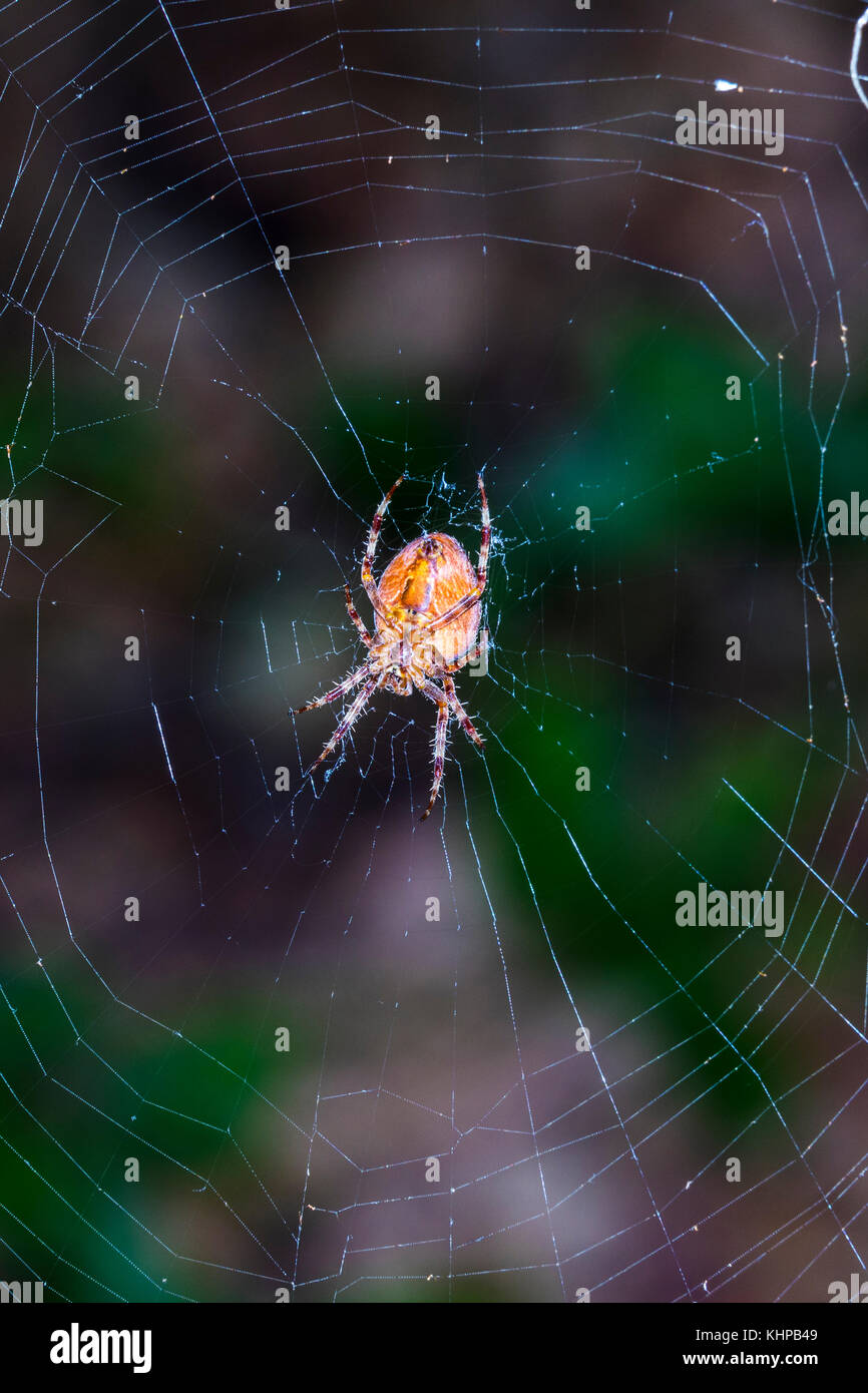 An Orb weaver spider (Possibly a cross orb weaver) in a California garden Stock Photo Alamy