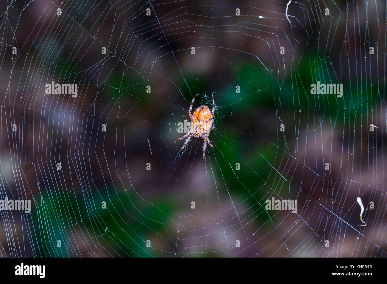 An Orb weaver spider (Possibly a cross orb weaver) in a California garden Stock Photo Alamy