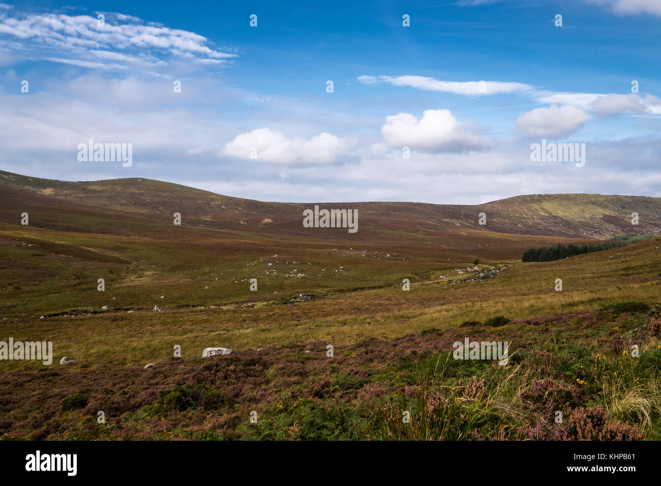 Blanket bog in the Sally Gap area of the Wicklow mountains, Ireland Stock Photo Alamy