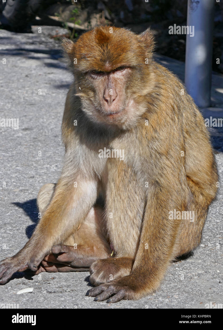 Rock of Gibraltar - Barbary Ape Stock Photo