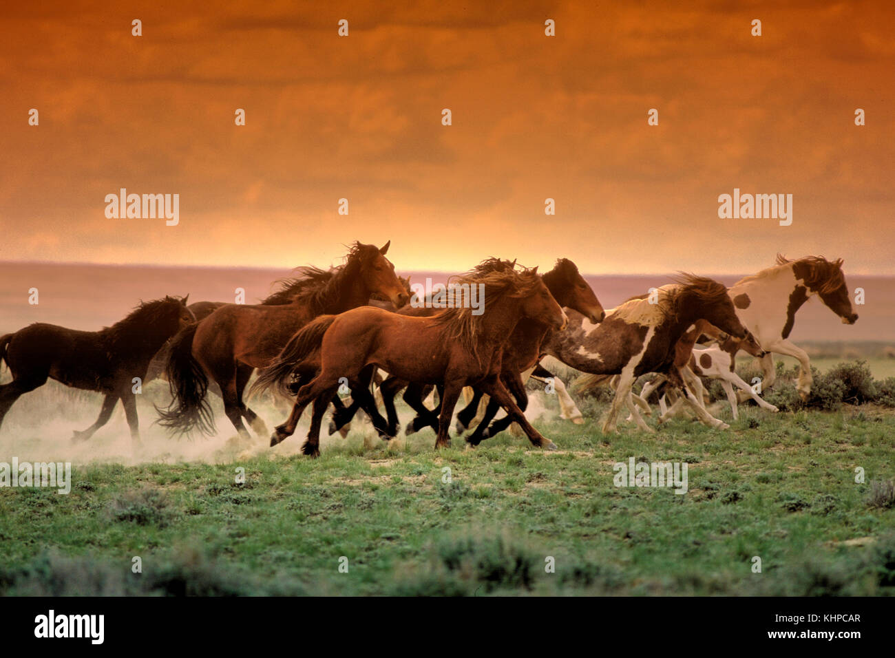 Wild horses on BLM land, Painted Desert, Wyoming Stock Photo